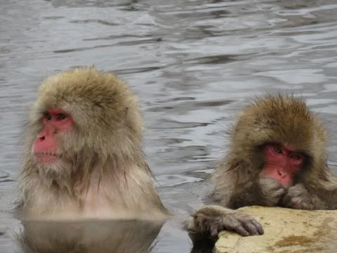 Snow Monkeys in an Onsen Stock Photos