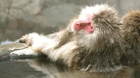 Snow monkeys Stock Photos