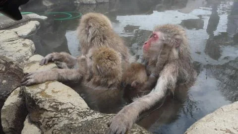 Snow monkeys Stock Photos