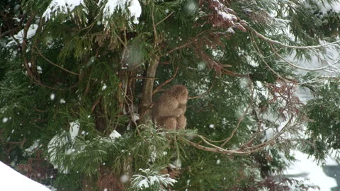 Snow Monkeys Resting on a Tree Stock Footage 303399725