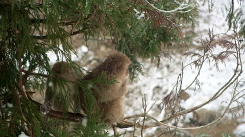 Snow Monkeys Resting on a Tree Stock Footage 303400150
