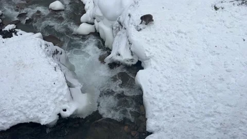 Snow monkeys in the snow Stock Footage 234298821