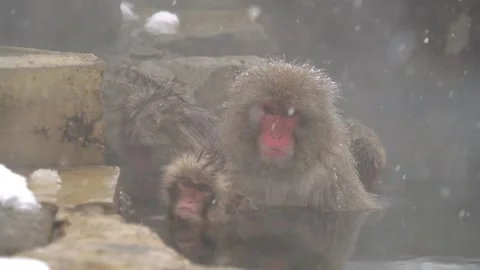 Snow Monkeys Soaking in a Hot Spring in Hell Valley Stock Footage 332762292