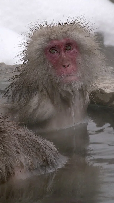 Snow Monkeys Soaking in Steaming Hot Spring Vertical Video Vídeo Stock 345891013