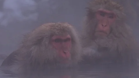 Snow monkies of Jigokudani Nagano Stock Footage 123647457