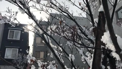 Snow in the morning Stock Footage 243592412