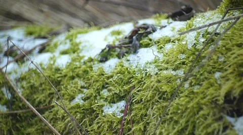 Snow on moss 스톡 동영상 35422363
