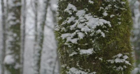 Snow on Mossy Tree in the Woods Stock Footage 169677311