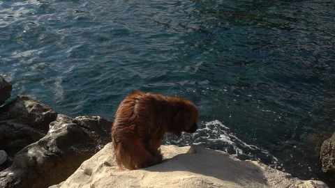Snow Motion a small dog walks on the rocky shore of the Adriatic Sea Stock Footage 111035737