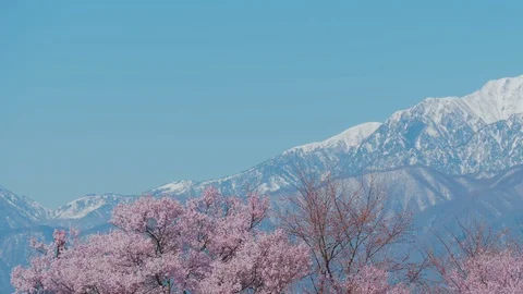 Snow mountain and cherry blossoms with blue sky in Nagano, Japan 库存影片 106695091