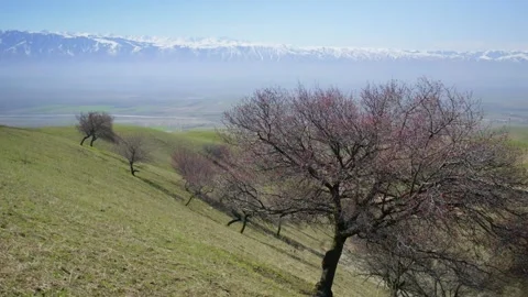 Snow mountain apricot tree Stock Footage 235109742