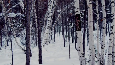 Snow mountain trees Stock Footage 260060448