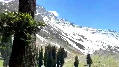 Snow Mountains Behind Tree And Green Valley Stock Footage 343938696