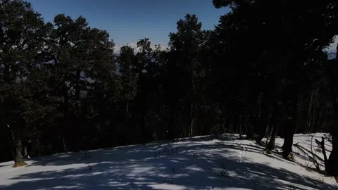 Snow mountains covered with thick vegetation trees. aerial drone shot Stock Footage 158084030