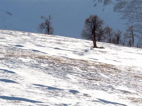 Snow mountains trees Stock Photos
