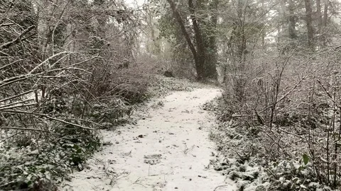 Snow Nature Trail Path, White Frost Cold Forest Season Landscape Pine Tree Scene Stock Footage 120570031