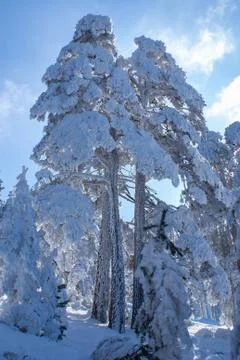 Snow in navacerrada madrid spain Stock Photos