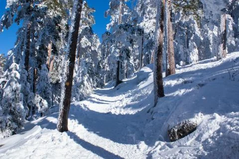 Snow in navacerrada madrid spain Foto stock
