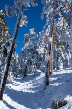 Snow in navacerrada madrid spain 库存照片