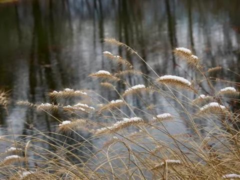 Snow on the needle grass Stock Photos