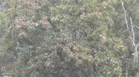 Snow in October Stock-Footage 55667059