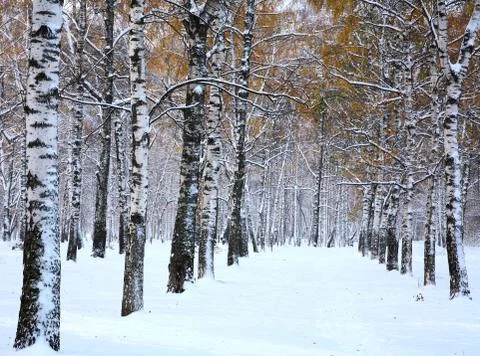 Snow in october Foto stock