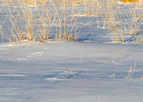 Snow old grass Stock Photos