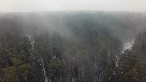 Snow over a coniferous forest Stock Footage 115088813