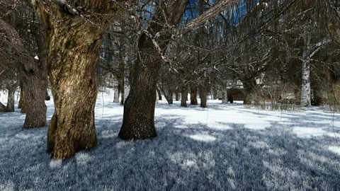 Snow over dead tree sunny day Stock Footage 134620414