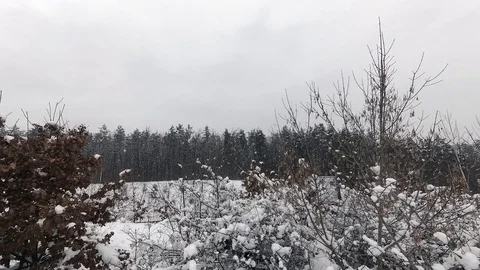 Snow Over The Forest Stockbeeldmateriaal 100608900