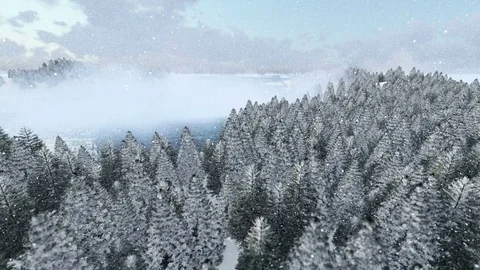 Snow over pine forest,aerial view Stock Footage 72557840