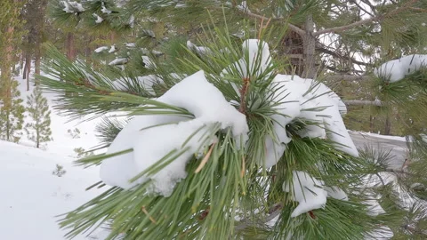 Snow over pine tree branch Stock Footage 231809109