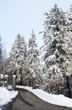 Snow over the trees in mountain Stock Photos