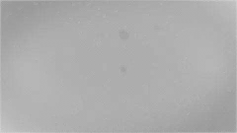 Snow overlay for Christmas projects with alpha channel. Stock Footage 224160304