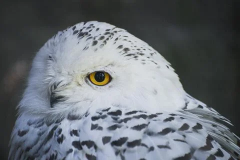 Snow Owl Close Up Foto stock