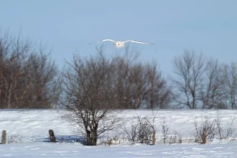 Snow owl flying Stock Photos