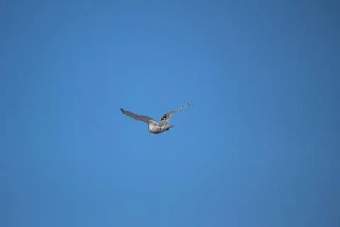 Snow owl flying Stock Photos