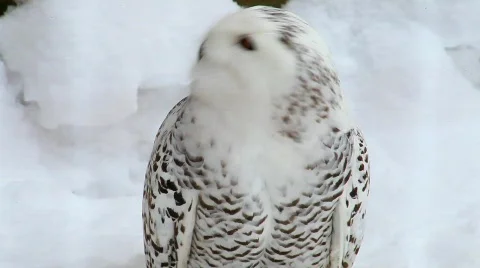 Snow owl Video stock 619059