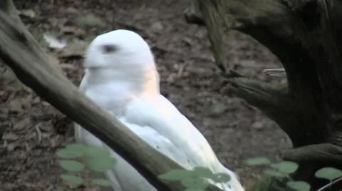Snow Owl Stock Footage 948491