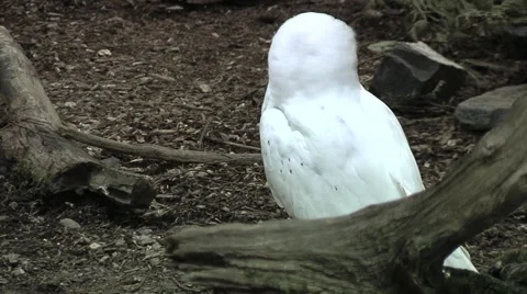 Snow Owl Stock Footage 948499