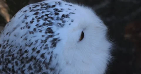 Snow owl head Stock Footage 234180733