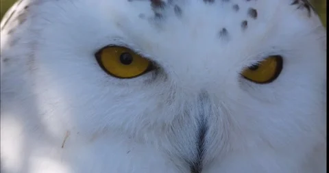 Snow owl head Stock-Footage 234180852