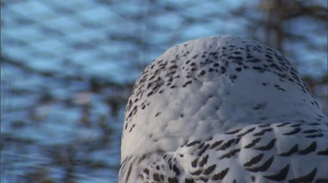 Snow Owl head turn Video stock 8506531