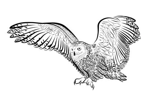 Snow owl outline black vector Stock Illustration