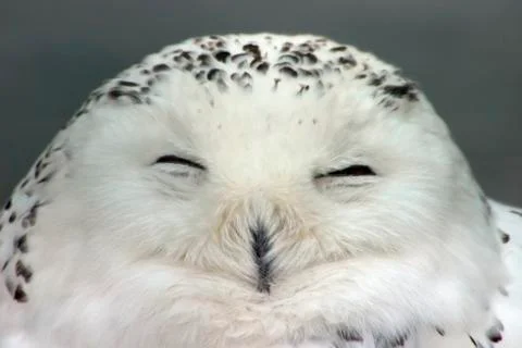 Snow owl Stock Photos