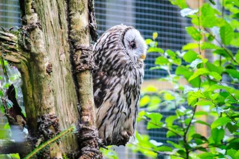 Snow owl Stock Photos