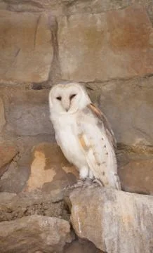 Snow Owl Foto stock