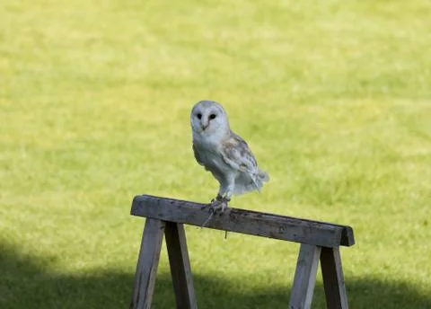 Snow Owl Foto stock