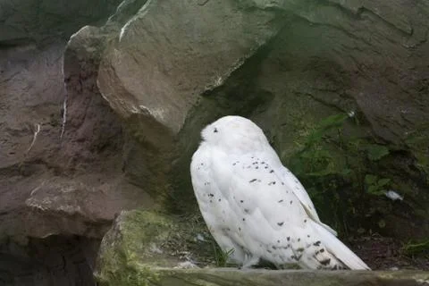 Snow Owl Stock Photos