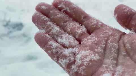 Snow palm Stock Footage 147672431